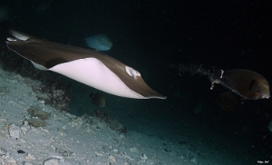 Maldives 2021 - Raie de Jenkins - Pointed-nose stingray - Pateobatis jenkinsii - DSC00830_rc